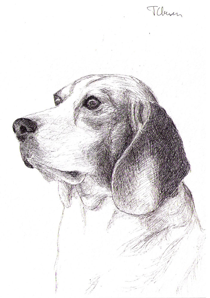 Commissioned dog portrait drawing in pen