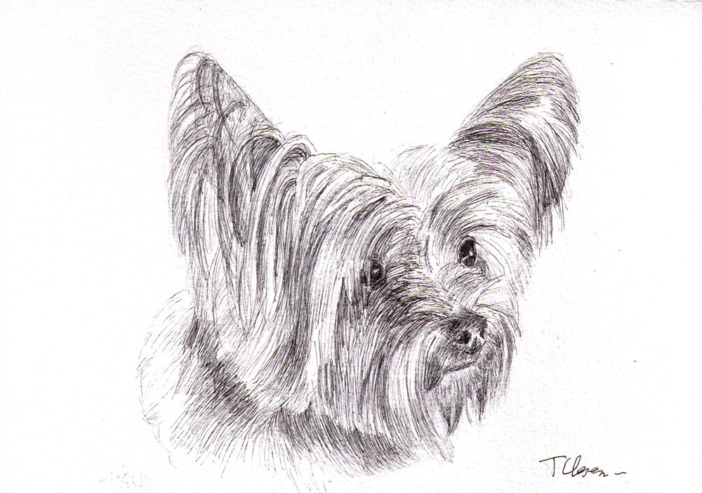 Commissioned dog portrait drawing in pen