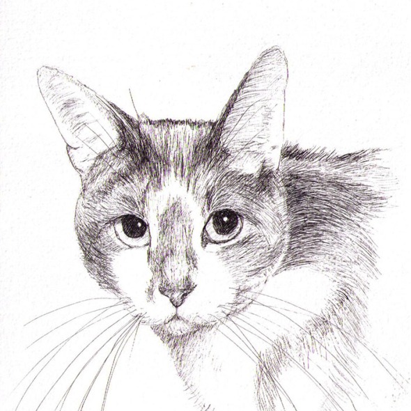 Commissioned cat portrait drawing in pen