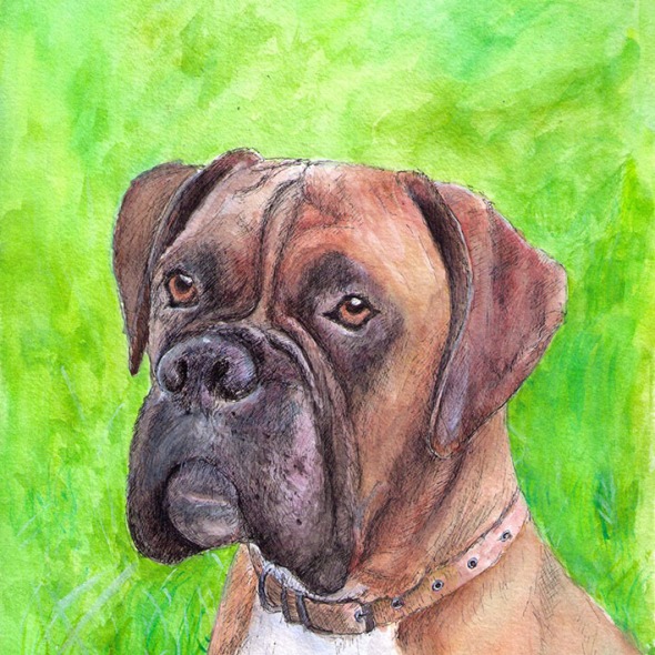 A custom pet portrait of a boxer dog called Henry in pen and watercolor