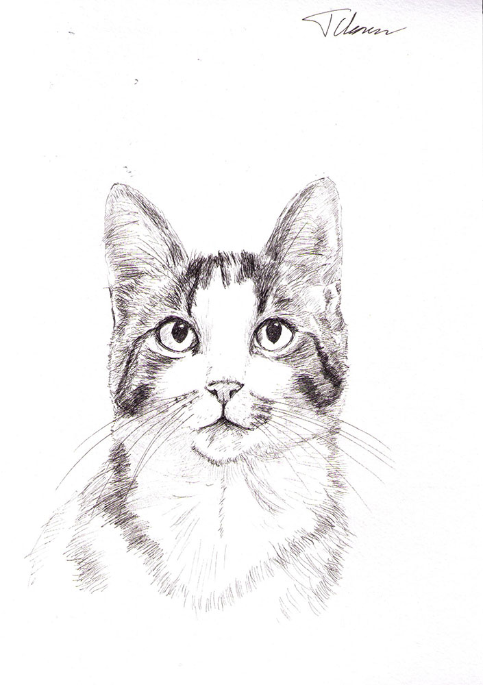 Cute cat hand drawn ink sketch engraving vintage Vector Image